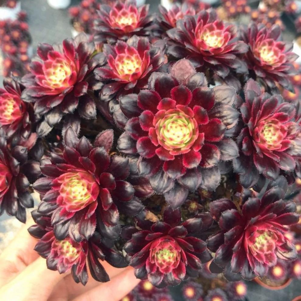 黑法师多肉植物大黑铜壶法师老桩多头组合绿植盆栽强烈法师6颗单头6到