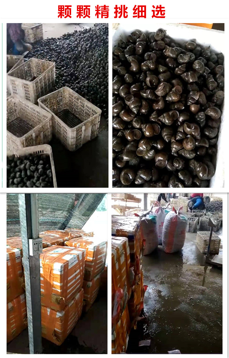 秋颖新鲜小石螺苗活体活的野生田螺包活泥螺螺蛳粉螺丝肉鲜活螺蛳中