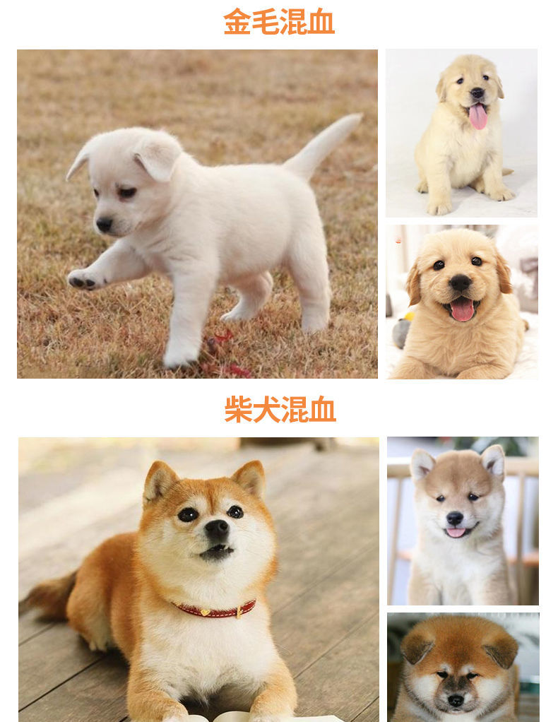 荣郁 小狗活体中华田园犬小型幼犬家养串串土狗狗狗活体宠物狗白狗