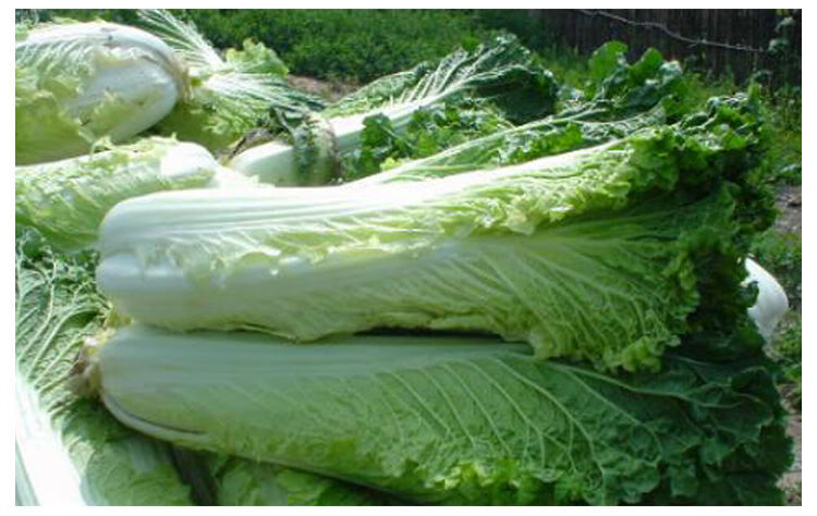 立功天津青麻叶直筒形白菜种子秋季绿大青麻叶大白菜四季播蔬菜种籽