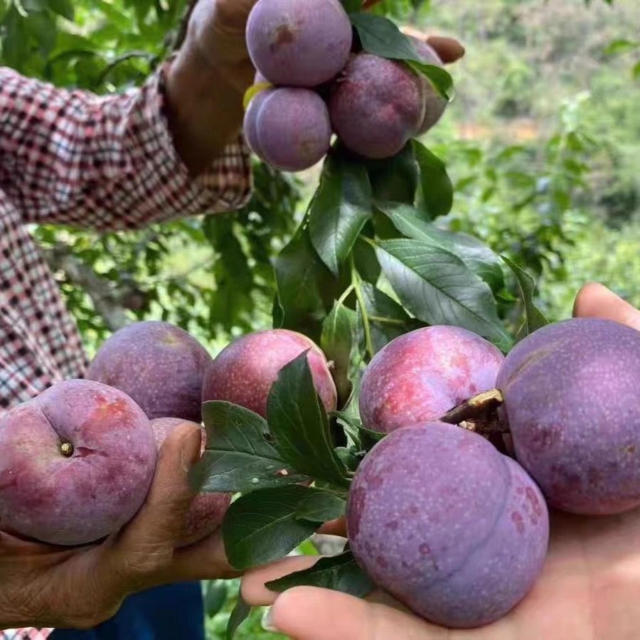 正宗三华李大果红心新鲜水果李子脆甜酸爽红果肉李子当季孕妇水果