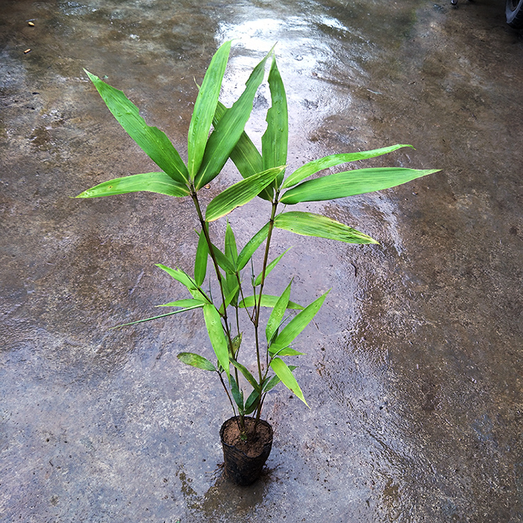 采缇筇竹苗罗汉竹苗盆栽办公室阳台庭院绿化竹艺术盆景竹观赏竹成年