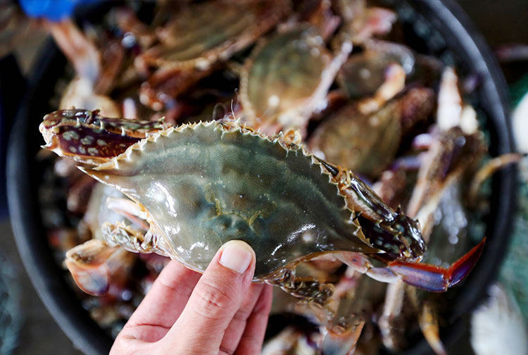 梭子蟹鲜活大特大新鲜青岛公母混海鲜速冻生鲜 塞红康尔 200-300/只