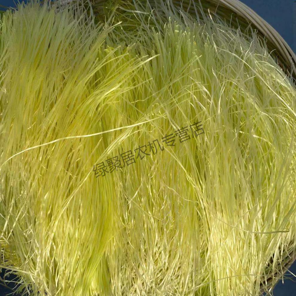 元井汇新鲜采摘现剥现卖水果甜玉米须 玉米须泡水用 1000克净重玉米须