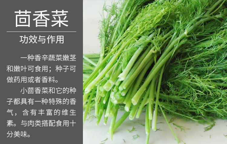 泥盆纪茴香籽多次割割茬茴香种子四季播散装多年生球茎阳台盆栽割茬