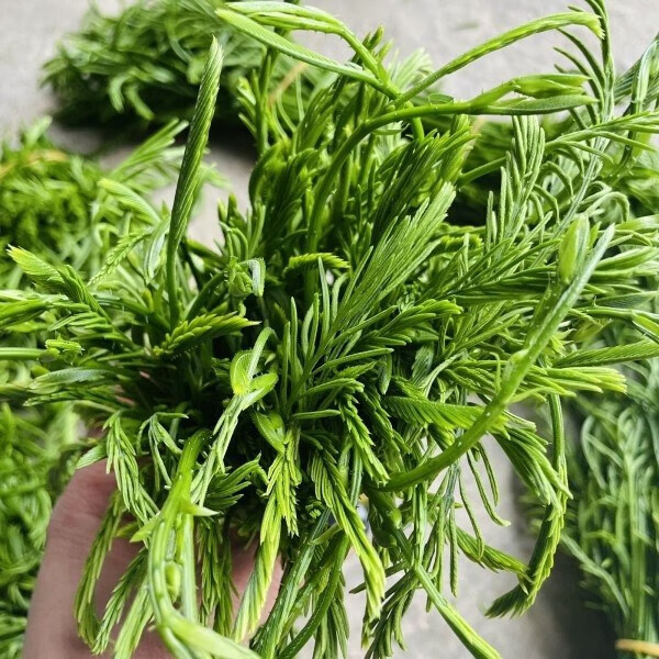 【冷链】云南臭菜新鲜蔬菜宴帕哈羽叶金合欢泰国吃播生野菜非德宏 250