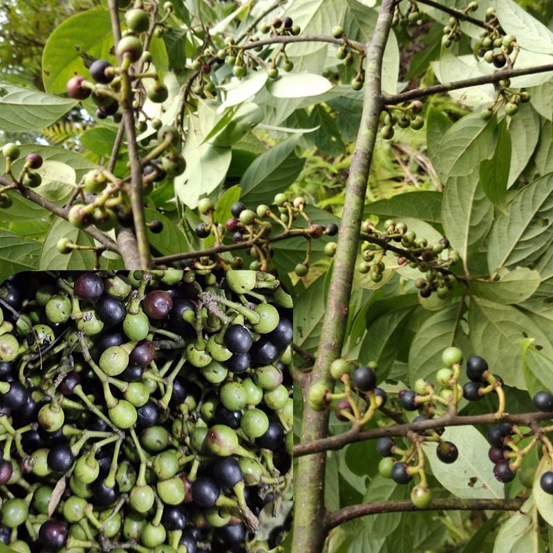 木姜子油新鲜干山胡椒湖南重庆山苍子椒子木酱子泡油贵州特产 正宗木