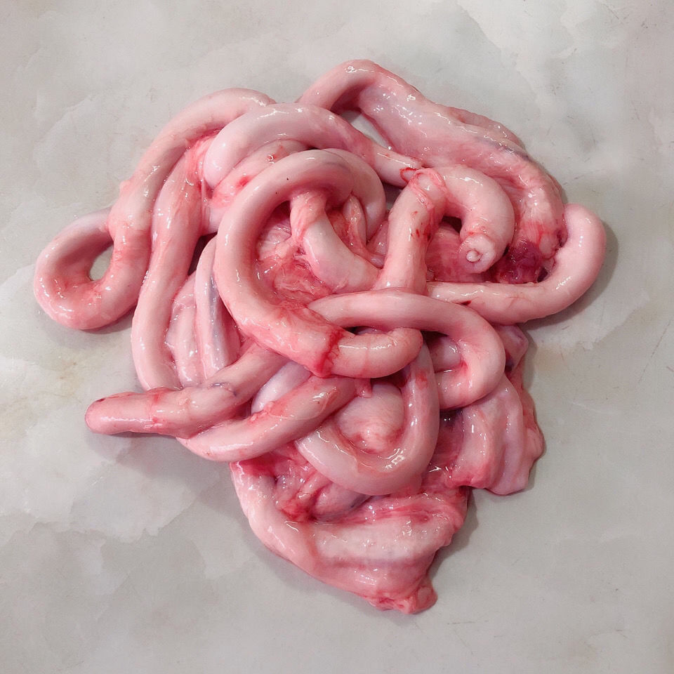 新鲜猪鞭 新鲜土猪鞭 冷冻猪鞭猪蛋 猪睾 净重1斤装