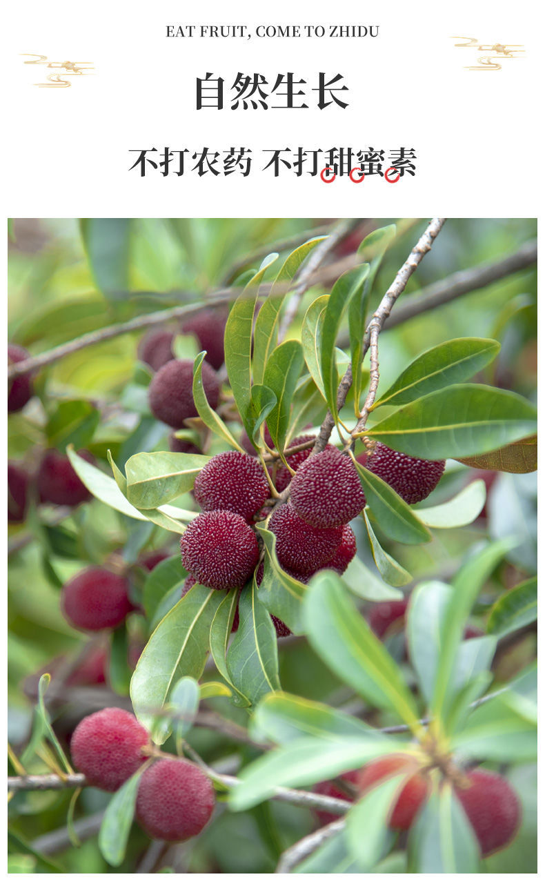 当季新鲜水果泡酒杨梅 9a东魁 6斤【图片 价格 品牌 报价】-京东