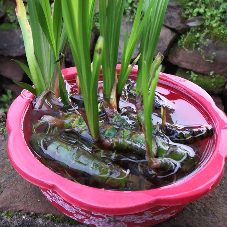 适用空间:庭院是否含花盆:不含盆类别:观叶植物品种:其它商品毛重:1.