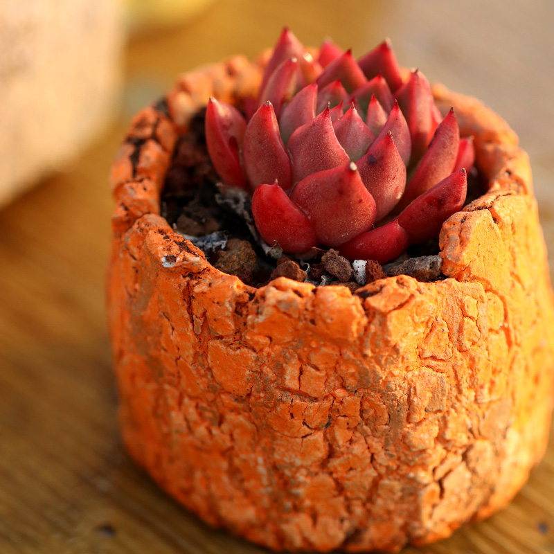 红女巫多肉植物胭脂东云系 红色办公室阳台绿植 327-500石化雪爪 裸根