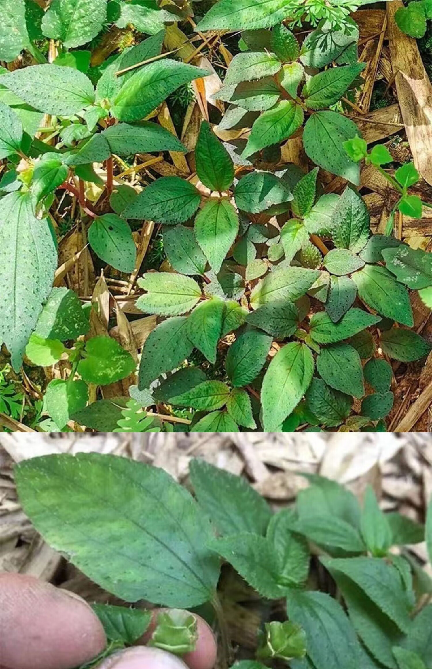 风鼓草风柜斗草福建野生特级干品风谷草红杆风骨草正宗楮头红20g 十年