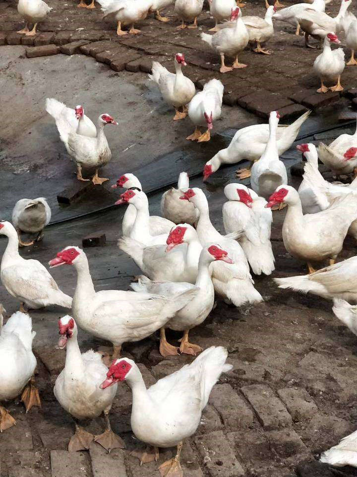 农家散养番鸭红头鸭土鸭子红脸鸳鸯新鲜活体现杀现发生鲜整只鸭肉 杀