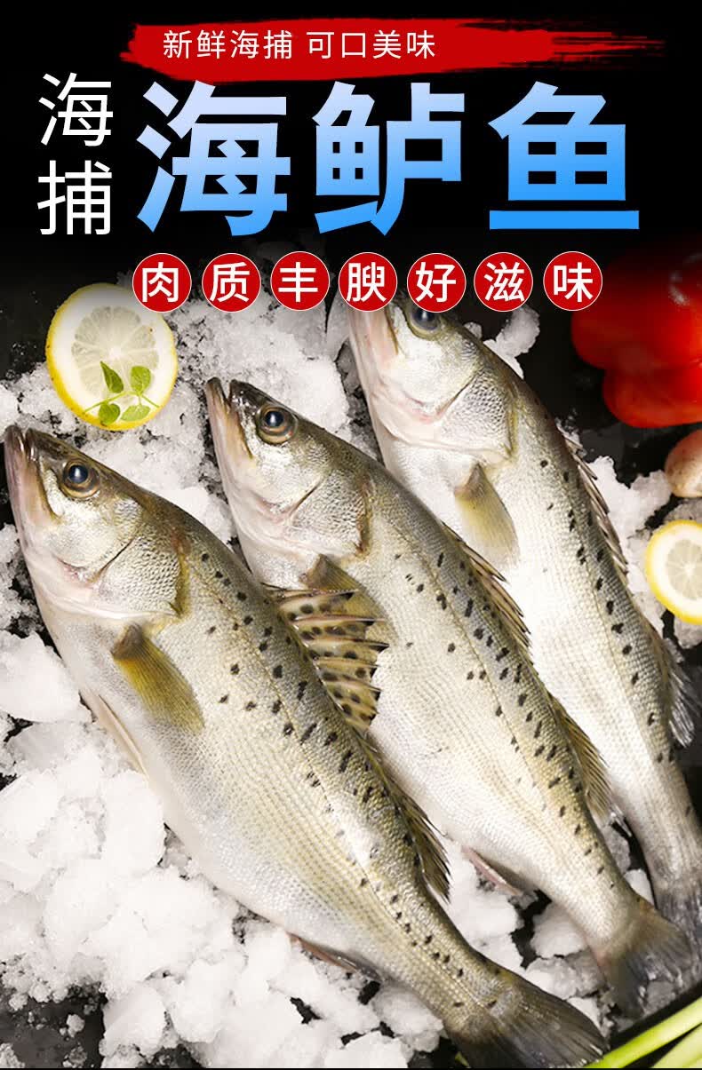 3斤青岛海鲈鱼新鲜冷冻鲜活海鲜水产七星海捕鲈鱼深海鱼