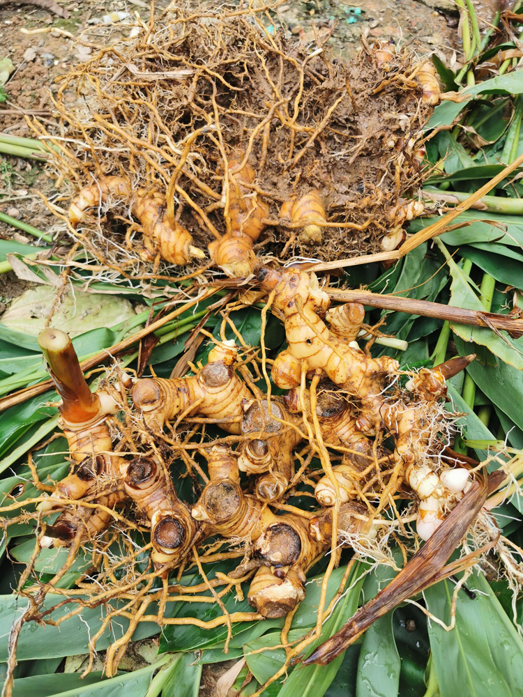 天然野生山姜头老姜湛江新鲜现挖生姜南姜猪肚鸡去腥