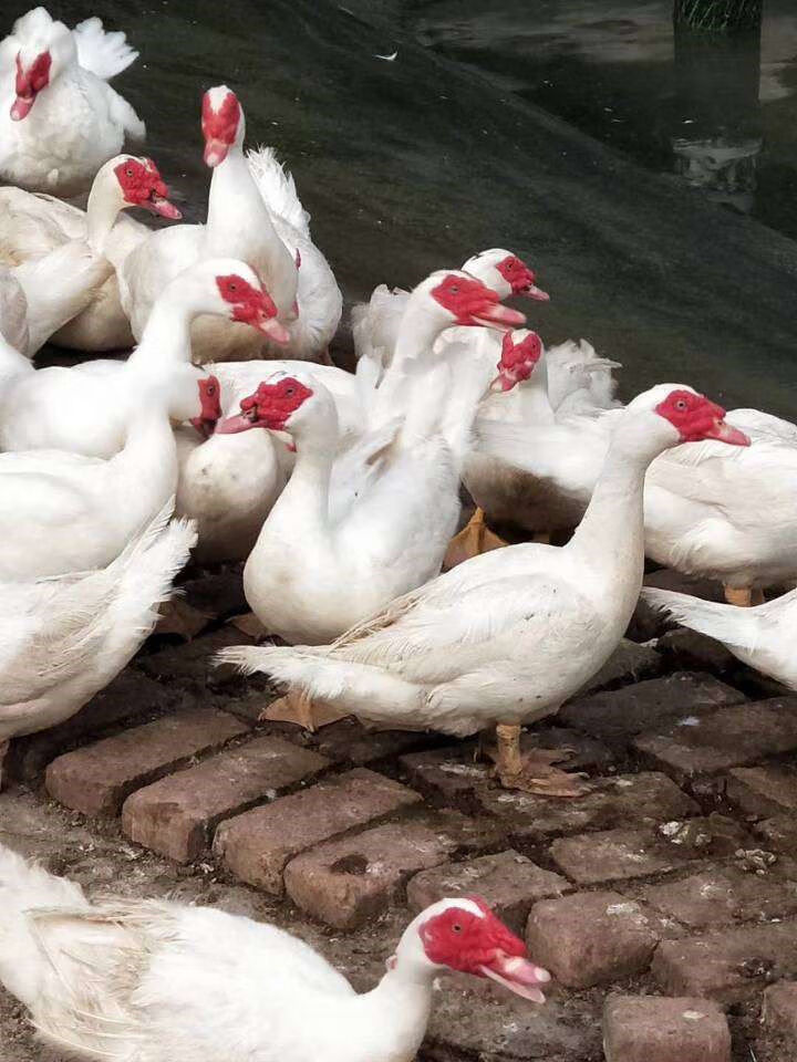锦祥橙农家散养鸳鸯番鸭红头鸭肉活体现杀新鲜鸭子肉
