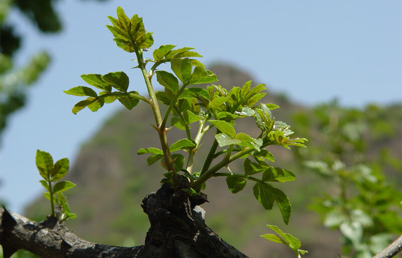 陕西韩城特产金太阳花椒芽菜辣酱香椿香菇小蒜夹馍拌面拌饭辣椒酱花椒