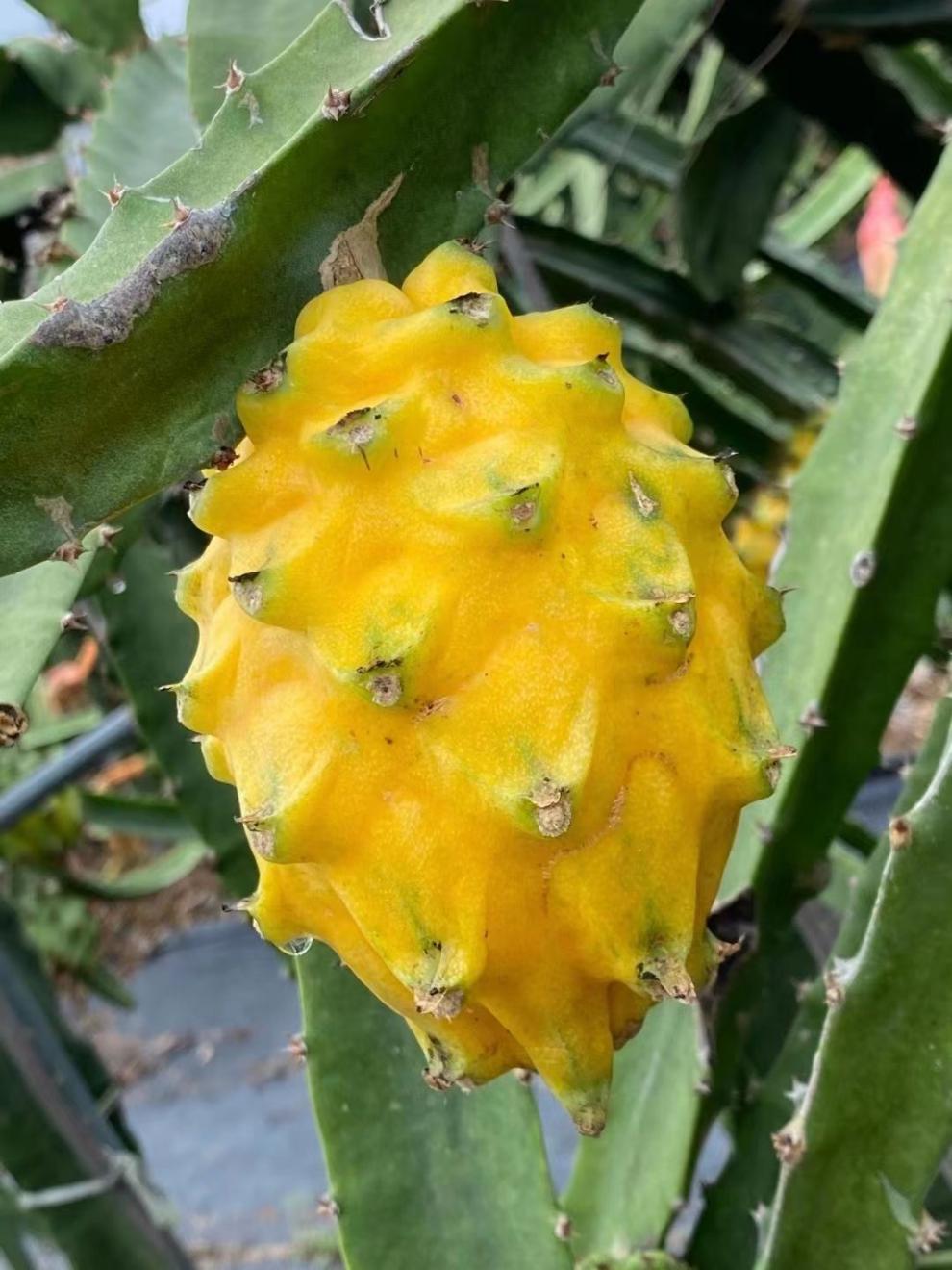 (顺丰速运)新鲜燕窝果 麒麟果 黄金火龙果 现摘现发 新鲜水果 孕妇水