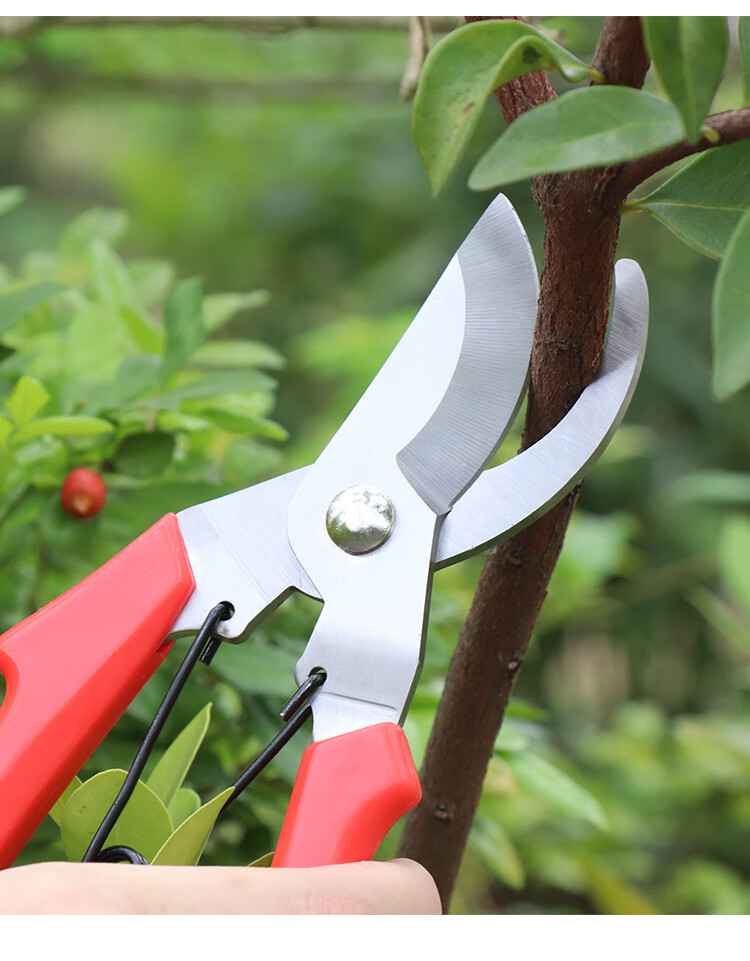 园林园艺修枝剪树枝粗枝果树剪刀省力大号德国花艺植物修花小剪刀908