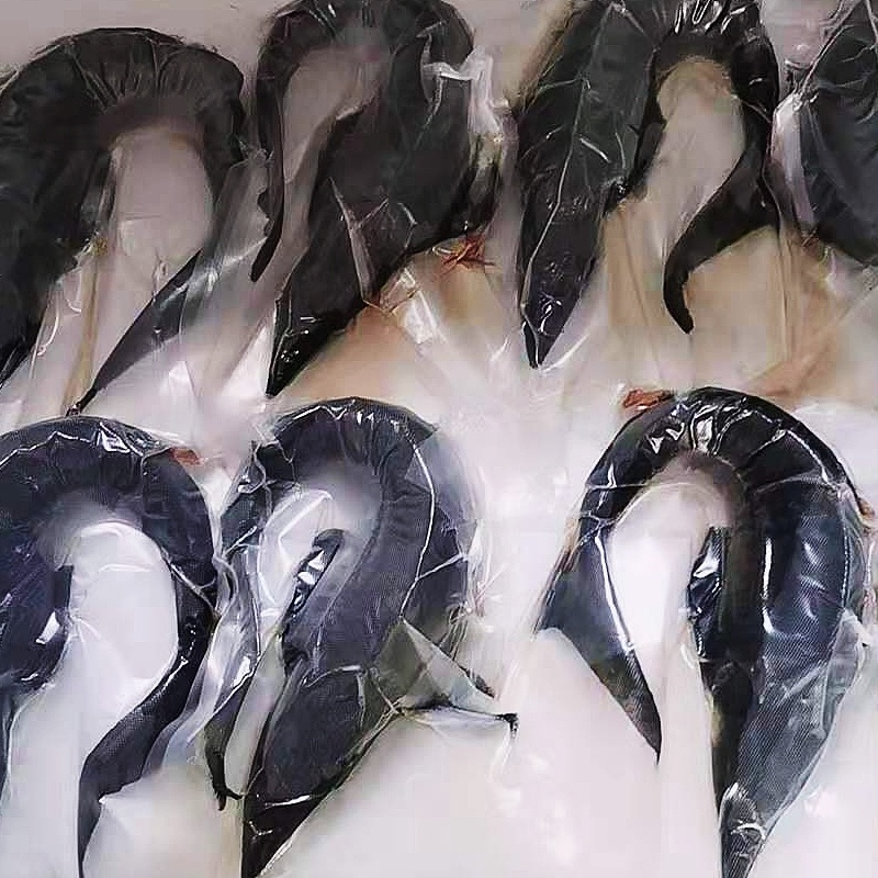 铭心顺丰直达淡水无刺鲟鱼软骨脆骨新鲜海鲜活水产鲜活生鲜食用鲟鱼