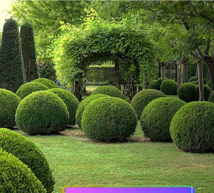 黄杨球树苗小叶金黄杨球形树苗庭院绿化瓜子黄杨四季常绿耐寒冬青