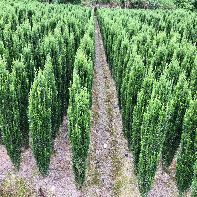 庭院树苗绿篱栅栏直立冬青朝天笔日本冬青直杆钝齿四季长青篱笆苗15