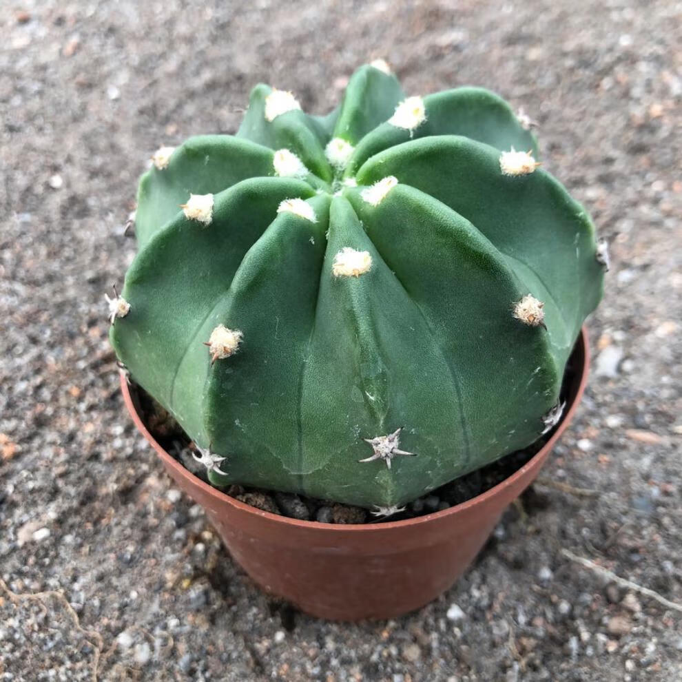 园艺实生短毛丸大颗仙人球无刺开花多肉植物办公室内桌面小盆栽短毛丸