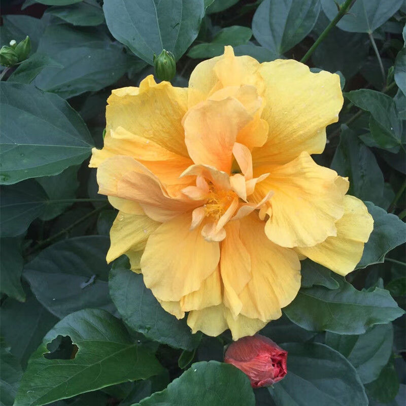 品种:木槿适用空间:阳台货号:7rjttnyn商品毛重:1.