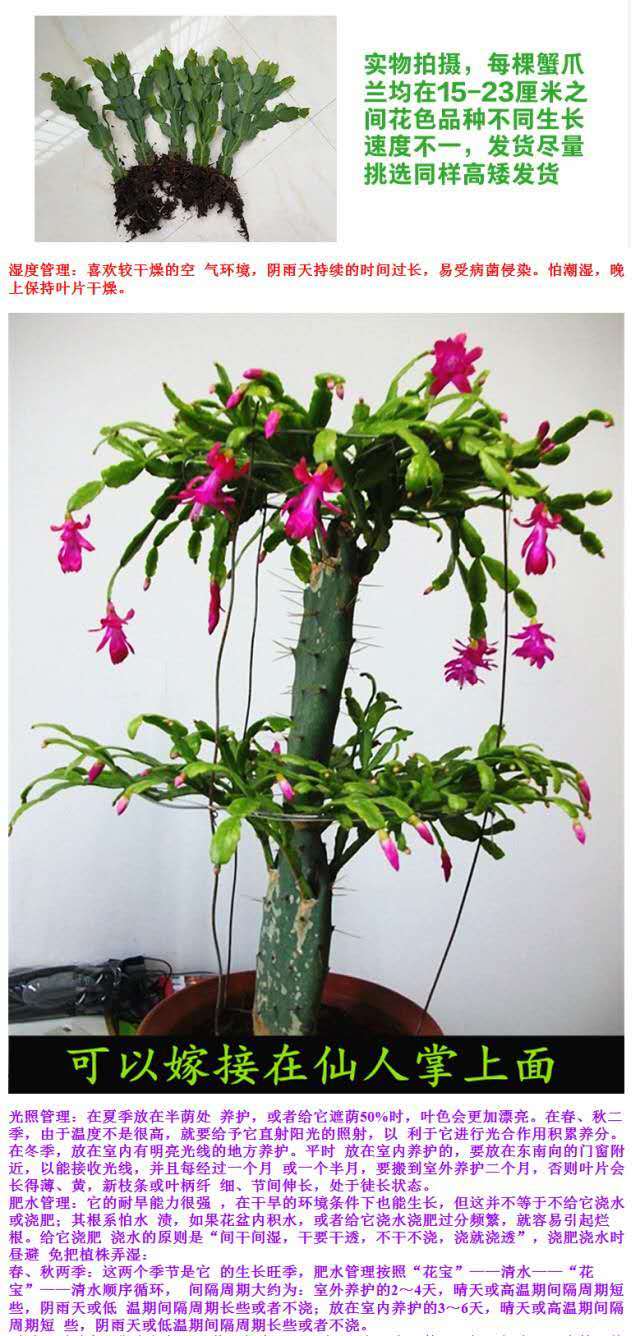 是否含花盆:带盆栽好适用空间:客厅品种:蟹爪兰类别:球根花卉开花季节