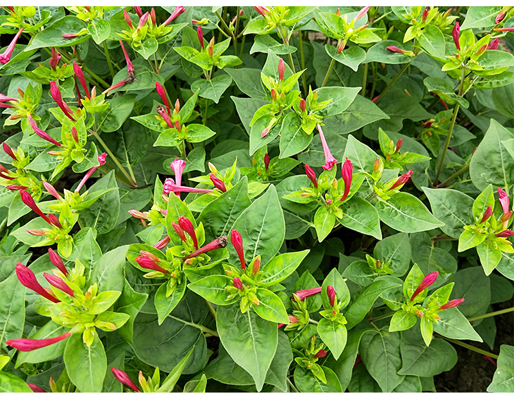 新鲜野外生入地老鼠500g生鲜钻地老鼠白古首花头紫茉莉根膳料杞里香