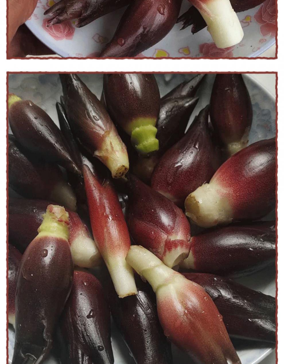 新鲜阳荷姜5斤贵州洋荷姜野良姜阳和洋藿野生食用