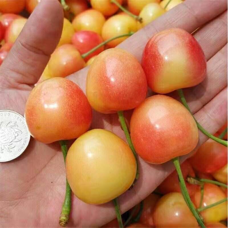 山东黄樱桃黄蜜黄水晶纯甜布鲁克斯车厘子国产新鲜孕妇水果3/5装【5月