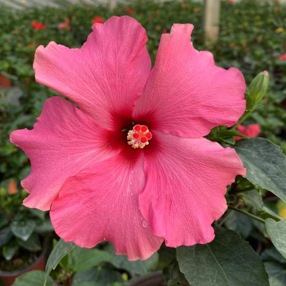 重瓣木槿花盆栽带花苞丹麦独杆扶桑花四季开花黄色单瓣室内外红色单瓣