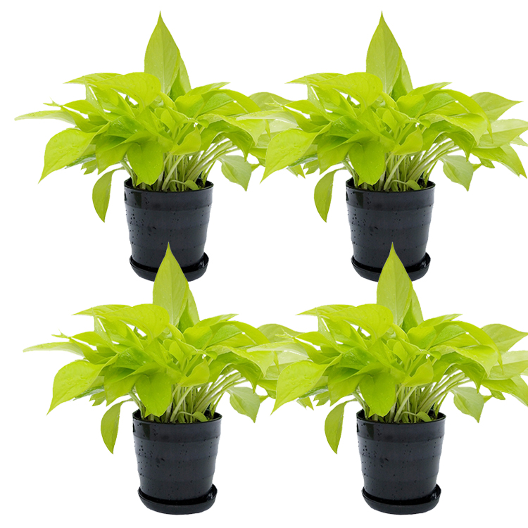 采缇大叶黄金葛绿萝金叶盆栽除甲醛净化空气水培室内新品植物可长藤18