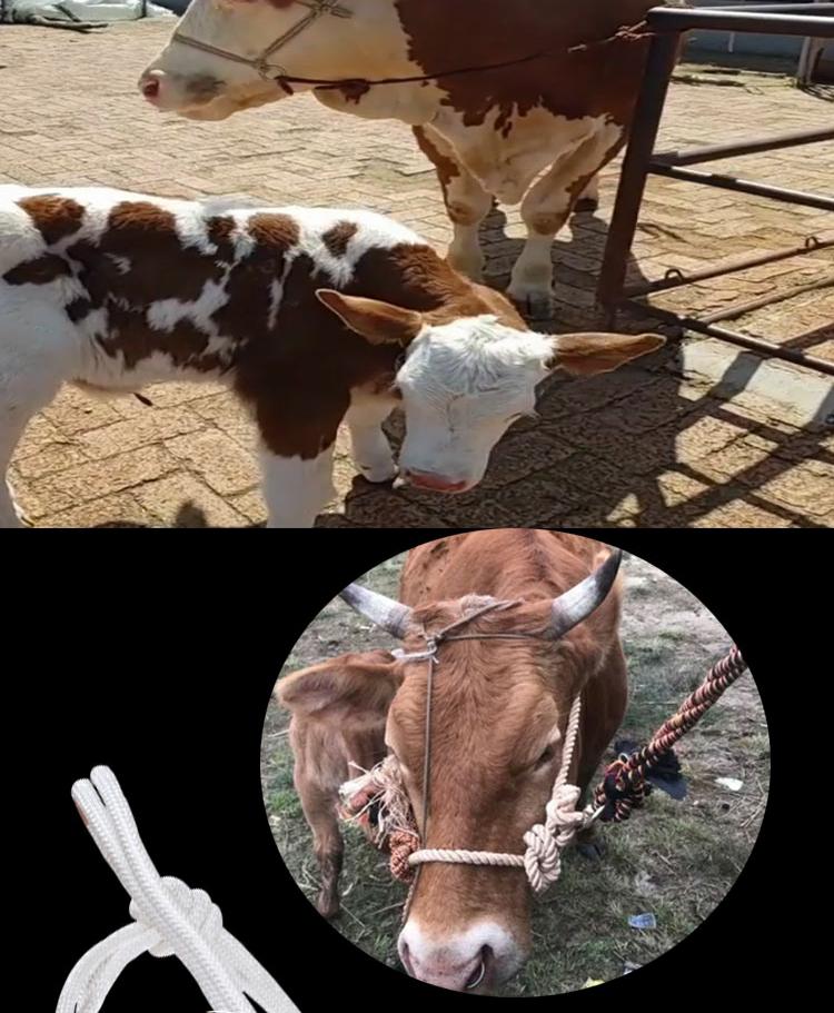 养牛用品拴牛绳拴马绳大型犬类牵引绳 笼头套缰绳小牛犊加厚 粗绳笼头
