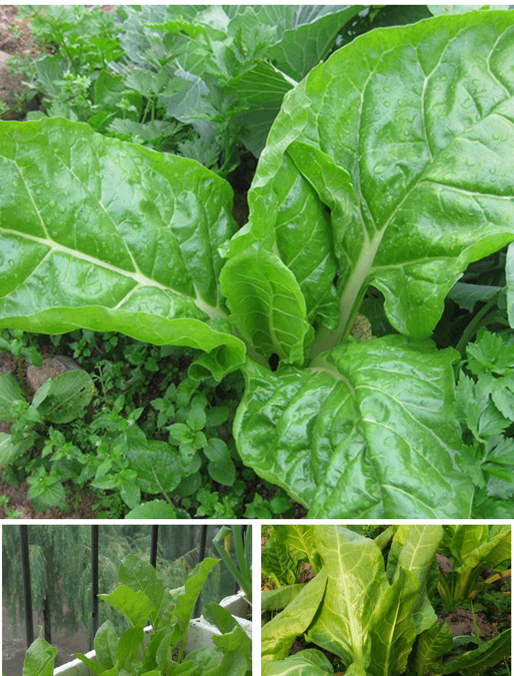 根达菜种子 牛皮菜野菜叶甜菜种子 出芽率高四季阳台特色蔬菜种子 10