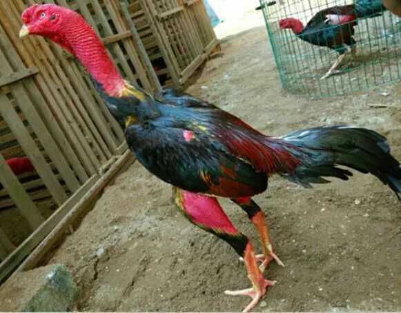 荣郁纯种中原斗鸡活体越南斗鸡苗种蛋斗鸡成年鸡青年咬鸡小鸡仔子纯种