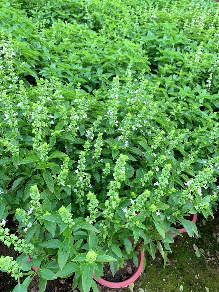 九层塔盆栽食用主厨房食用九层塔潮汕金不换盆栽罗勒植物香料甜罗勒苗