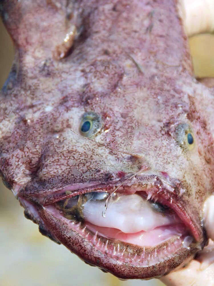 新鲜鮟鱇鱼海鱼无鱼刺带肝带肚灯笼鱼蛤蟆鱼单条安康鱼净重665斤现杀