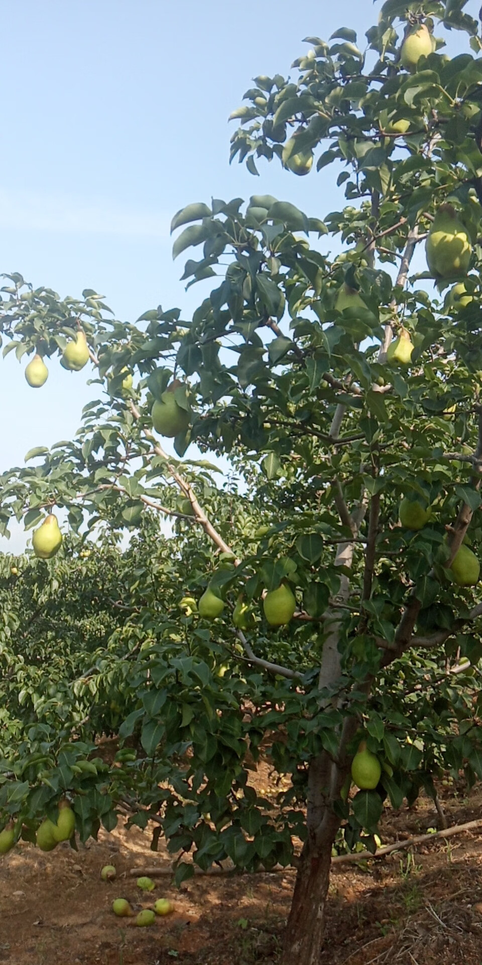 东北茄梨水果应季新鲜梨子香梨大头梨啤梨软糯香甜5斤装大果带箱10斤