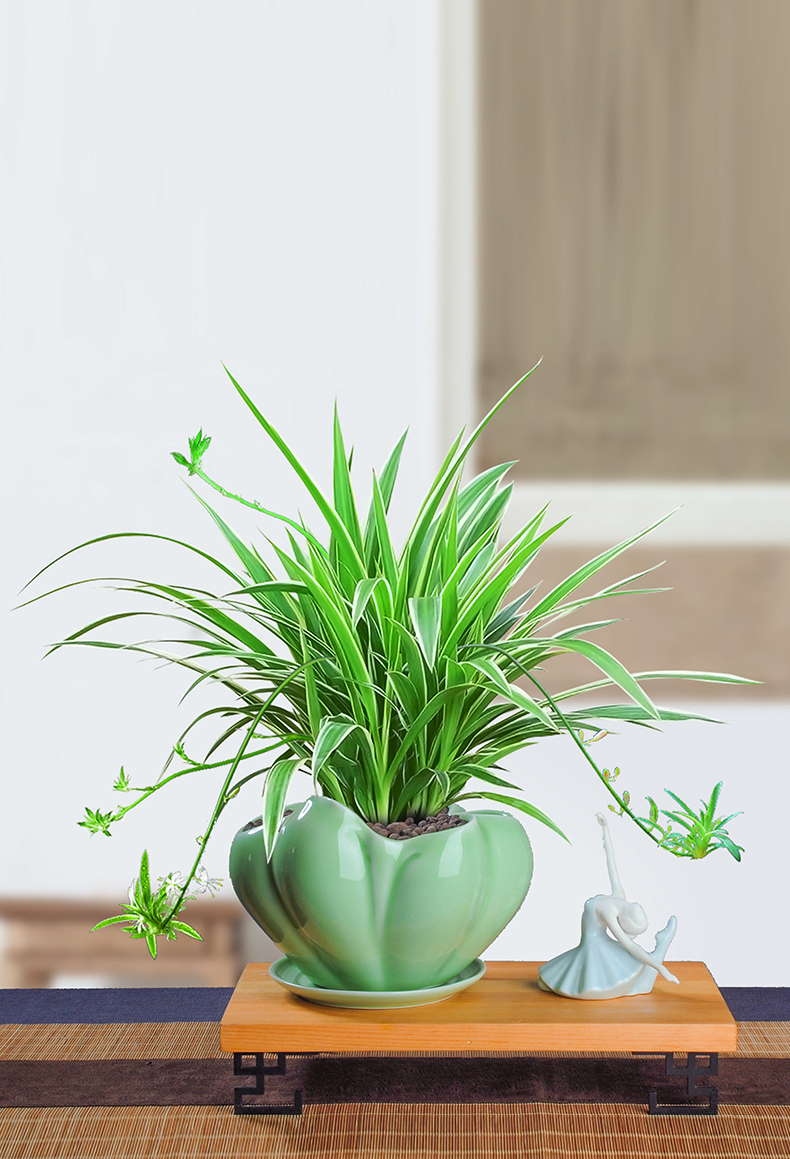 吊兰金边吊兰盆栽垂吊植物室内客厅办公室桌面小盆景四季常青好养绿植