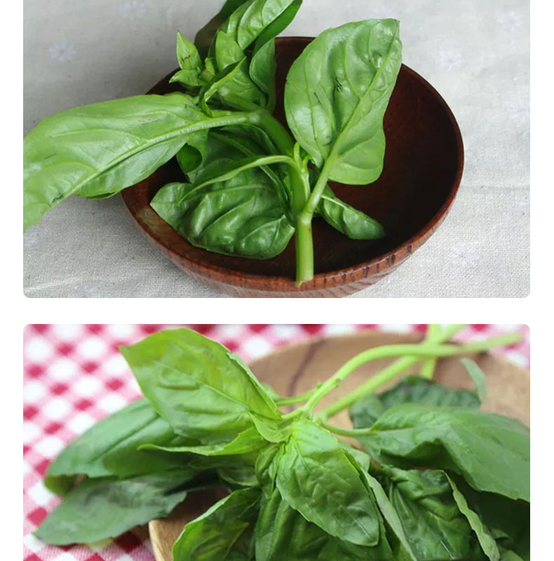 顺丰速运甜罗勒叶新鲜泰国现摘甜罗勒叶食用泰国香料罗勒叶酱调料青酱