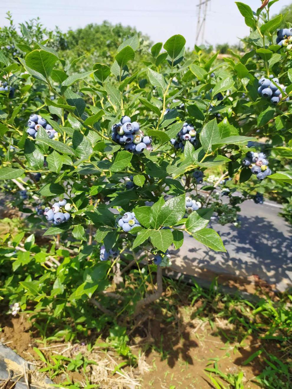 蓝莓树苗盆栽地栽组培蓝莓苗南北方四季种植庭院阳台带土带叶发货 -量