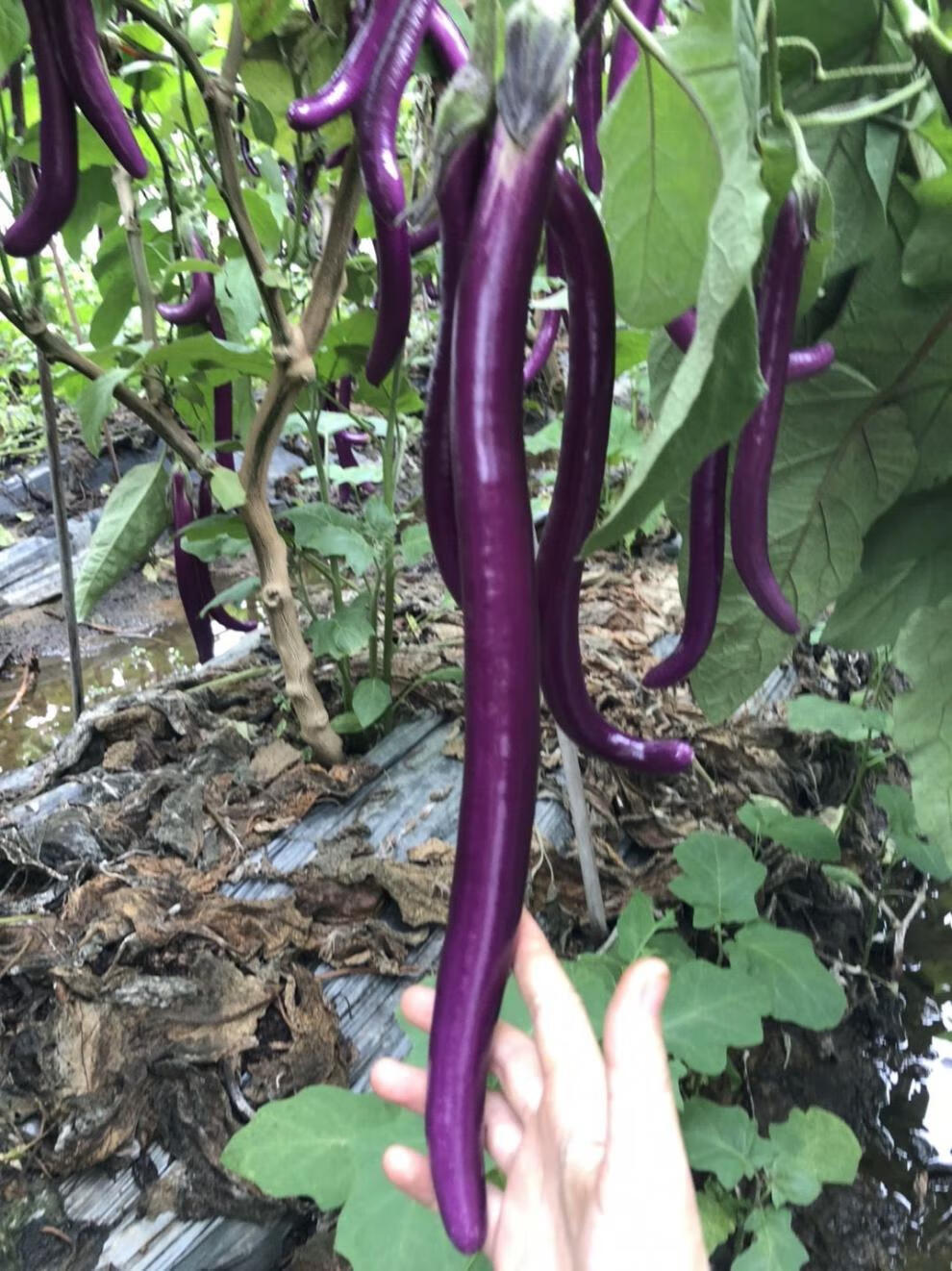 杭茄一号长茄蔬菜,紫长线茄,茄瓜,精品线茄子,圆茄子黑茄 3斤精品大小