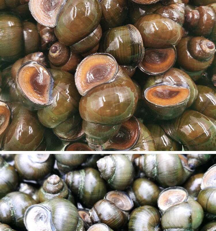 顺丰空运包活超大鲜活大田螺活体螺蛳爆炒田螺肉 顺丰空运大号4斤送