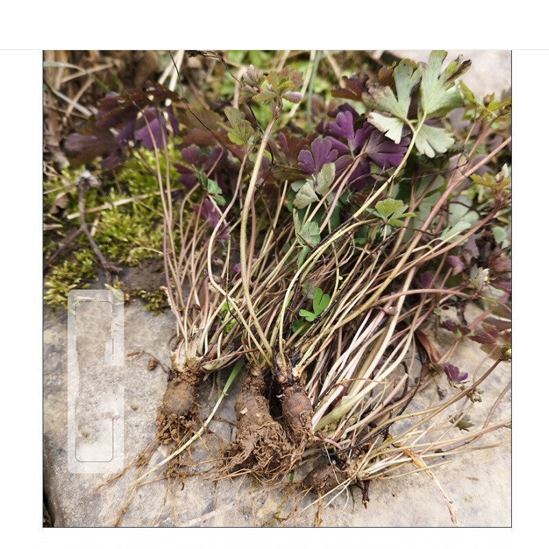 伟博原生天葵子千年老鼠屎山耗子屎紫背天葵子草药根