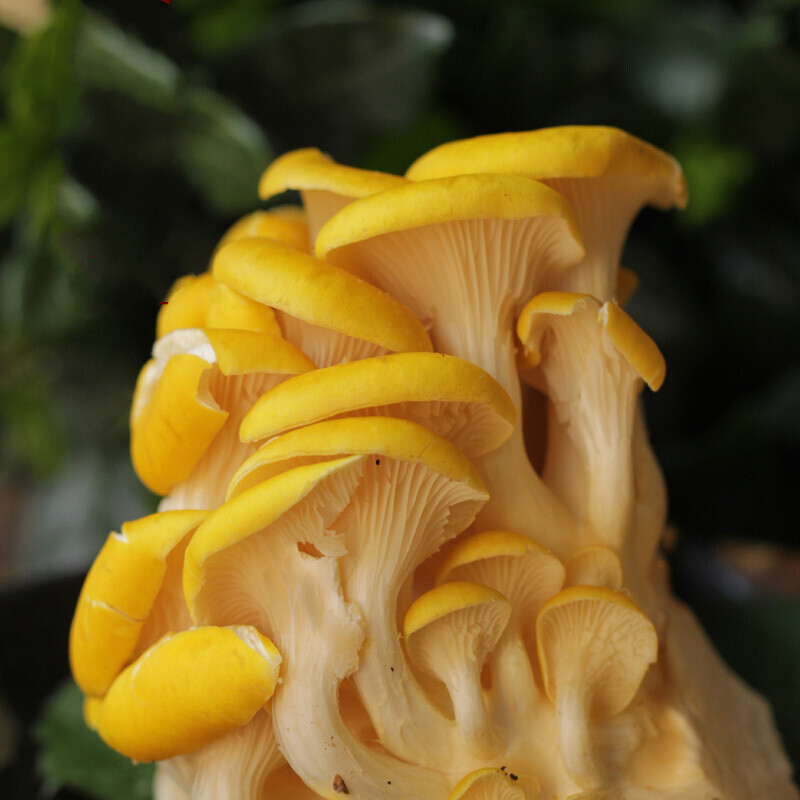 云南鸡油黄菌 鲜货鸡油菌鲜货 杏黄蘑菇榆黄菇杏黄菌黄丝菌鸡油蘑鸡蛋