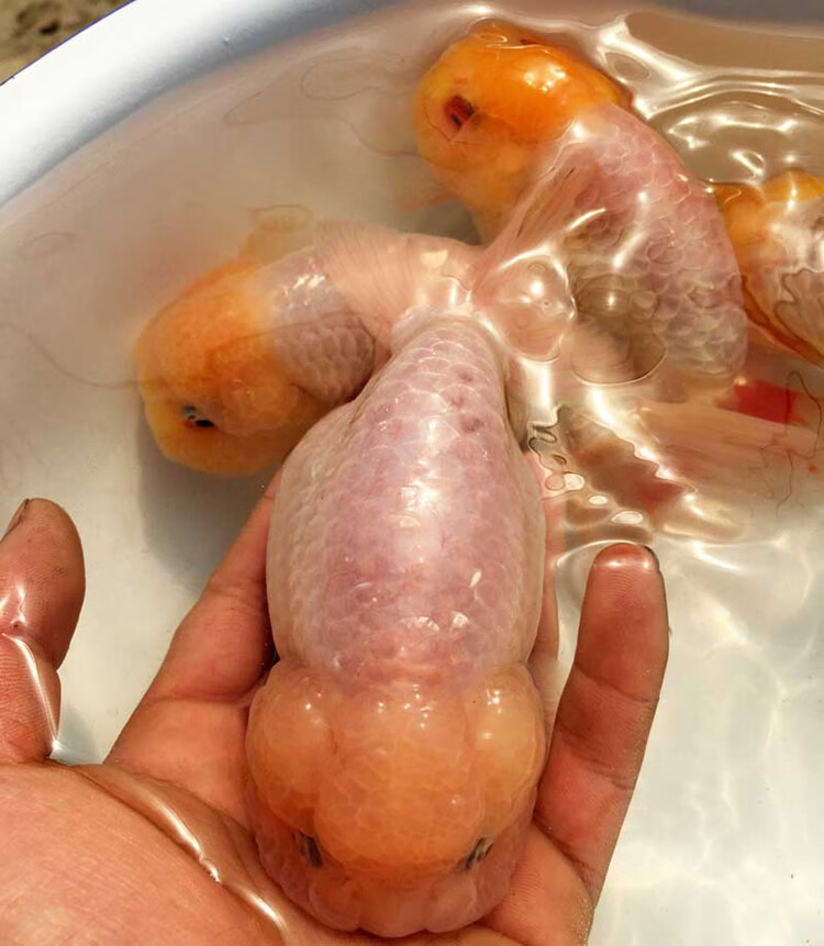 兰寿玉兔福寿精品金鱼活鱼观赏鱼冷水鱼苗红白寿黑紫兰寿包活好养 3