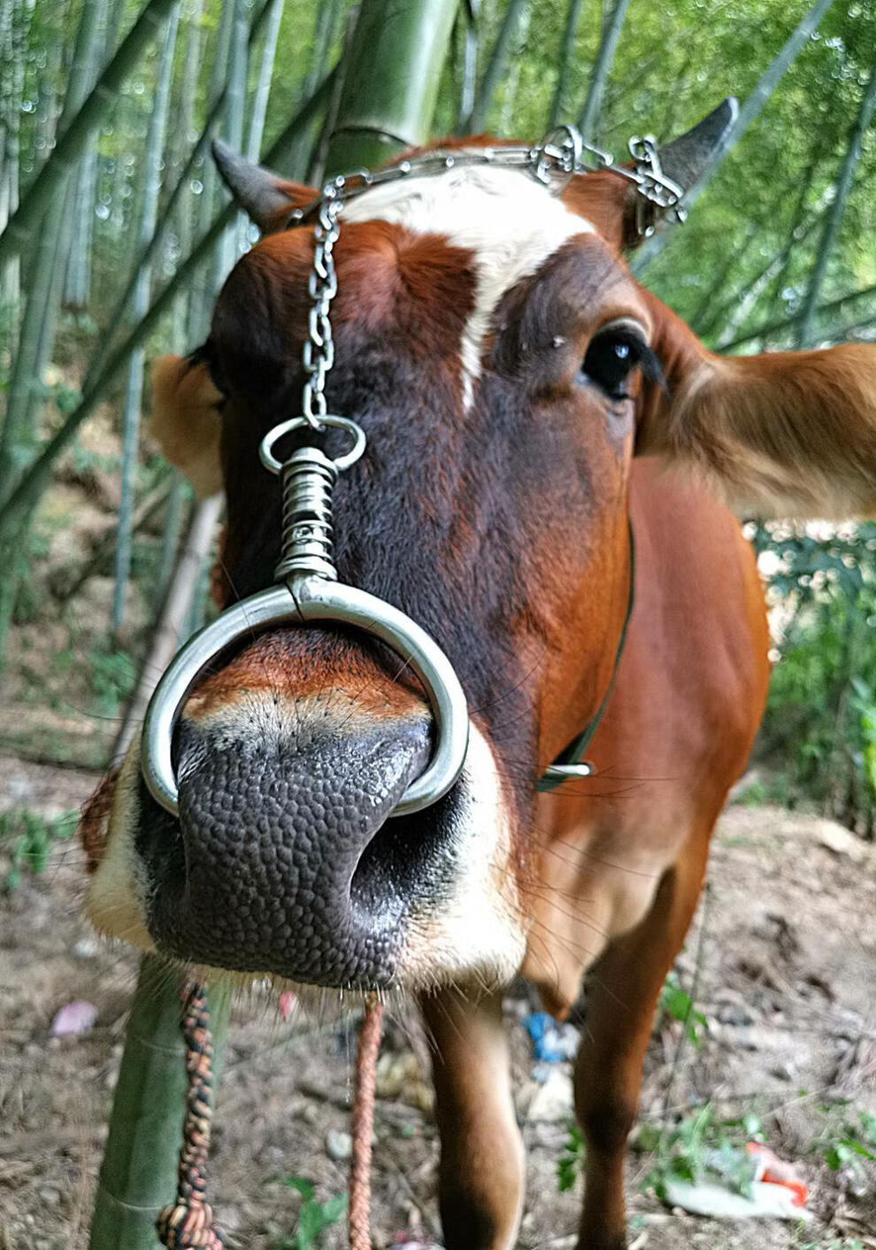 不锈钢牛鼻环牛鼻圈打孔钳子穿牛鼻牵牛鼻栓扣头牛鼻锁针夹子新款加厚