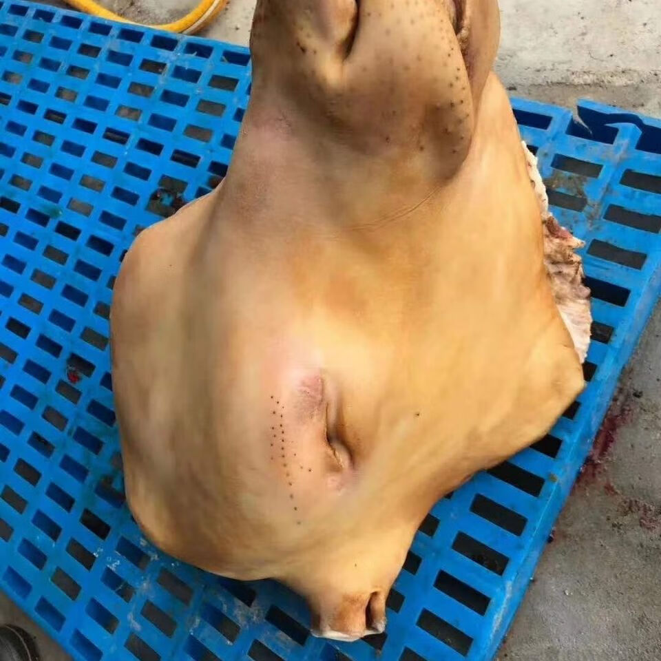 牛头去毛黄牛头整只可带牛舌生鲜烧烤卤牛头食材艾黎迪尚50斤左右